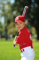 AA_Cardinals020