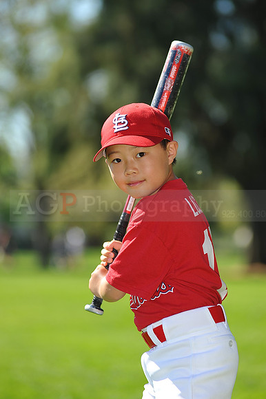 AA_Cardinals020